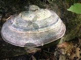 Fomes fasciatus image