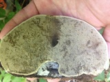 Fomes fasciatus image
