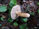 Tylopilus felleus image