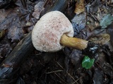 Tylopilus felleus image