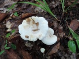 Lactarius subvellereus image