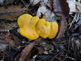 Cantharellus phasmatis image
