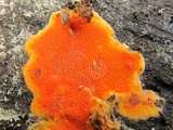 Ceriporia spissa image