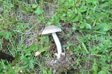 Amanita sect. Vaginatae image