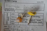 Hygrocybe flavifolia image