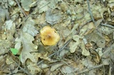 Cortinarius corrugatus image