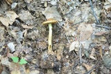 Cortinarius corrugatus image