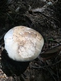 Caloboletus firmus image