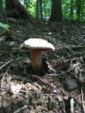 Caloboletus firmus image