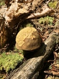 Boletus durhamensis image