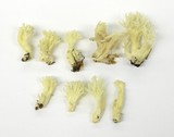 Clavulina coralloides image