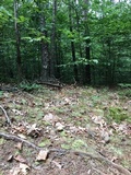 Boletus durhamensis image