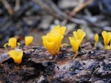 Dacryopinax spathularia image