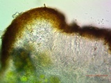 Caloplaca subsoluta image