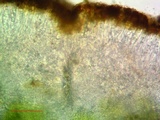 Caloplaca subsoluta image