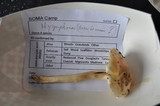 Hygrophorus roseobrunneus image