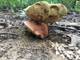 Xanthoconium purpureum image