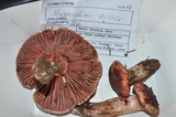 Hygrophorus russula image