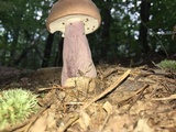 Tylopilus plumbeoviolaceus image