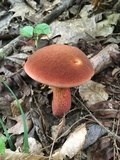 Baorangia bicolor image