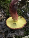 Baorangia bicolor image