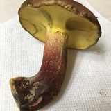 Baorangia bicolor image