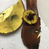 Baorangia bicolor image