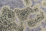 Buellia halonia image