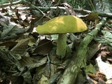 Boletus gertrudiae image