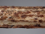 Duebenia compta image