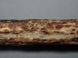 Duebenia compta image
