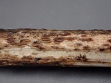 Duebenia compta image