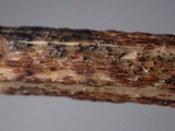 Duebenia compta image