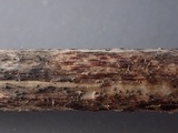 Duebenia compta image