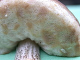 Leccinum cyaneobasileucum image