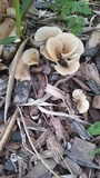 Hohenbuehelia petaloides image