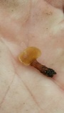 Dacryopinax elegans image
