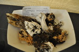 Hypomyces cervinigenus image