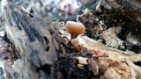Dacryopinax elegans image