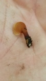 Dacryopinax elegans image