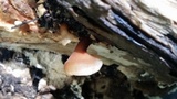 Dacryopinax elegans image