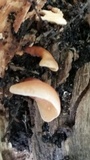 Dacryopinax elegans image