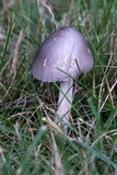 Amanita sect. Vaginatae image