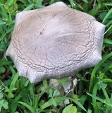 Amanita sect. Vaginatae image