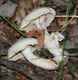 Clitopilus prunulus image