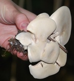 Clitopilus prunulus image
