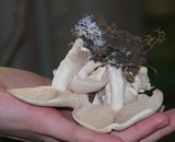 Clitopilus prunulus image