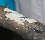 Irpex lacteus image