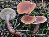 Lactarius oculatus image