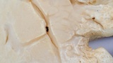 Leucopaxillus albissimus image